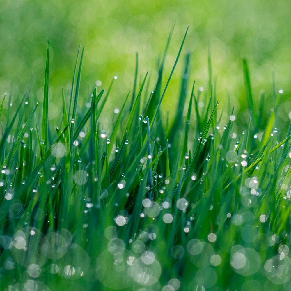 picture of grass